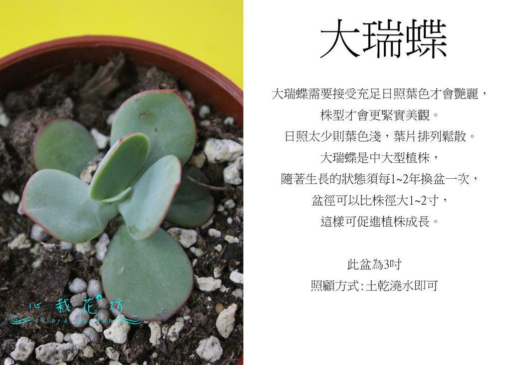 大瑞蝶(凱麗).jpg