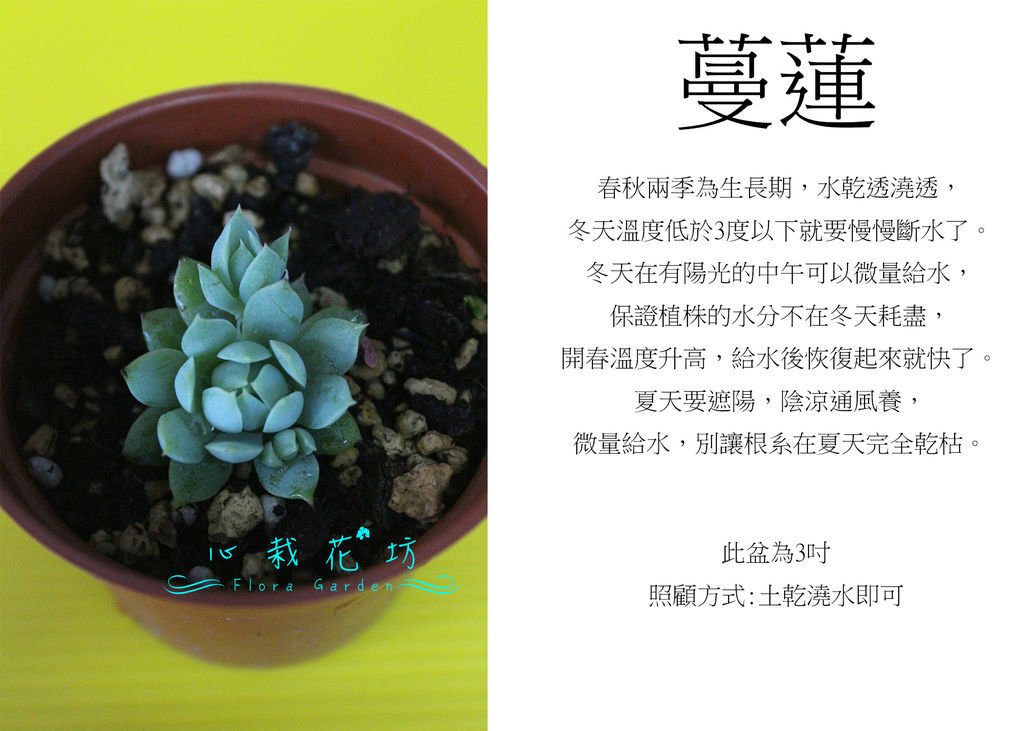 蔓蓮.jpg