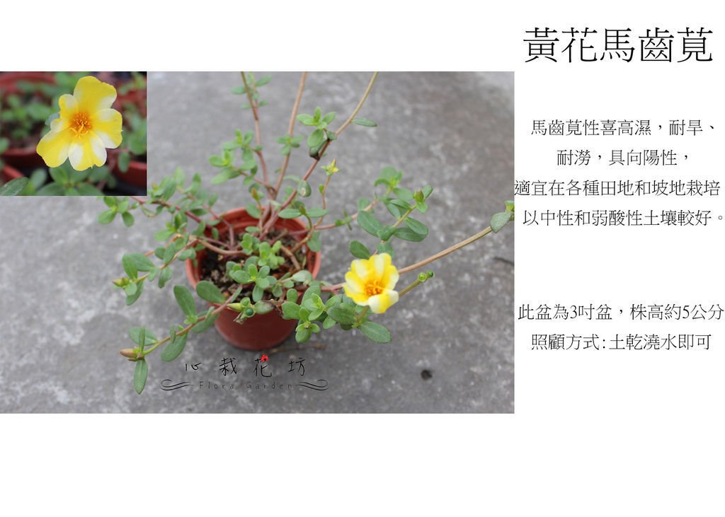 黃花馬齒筧.jpg