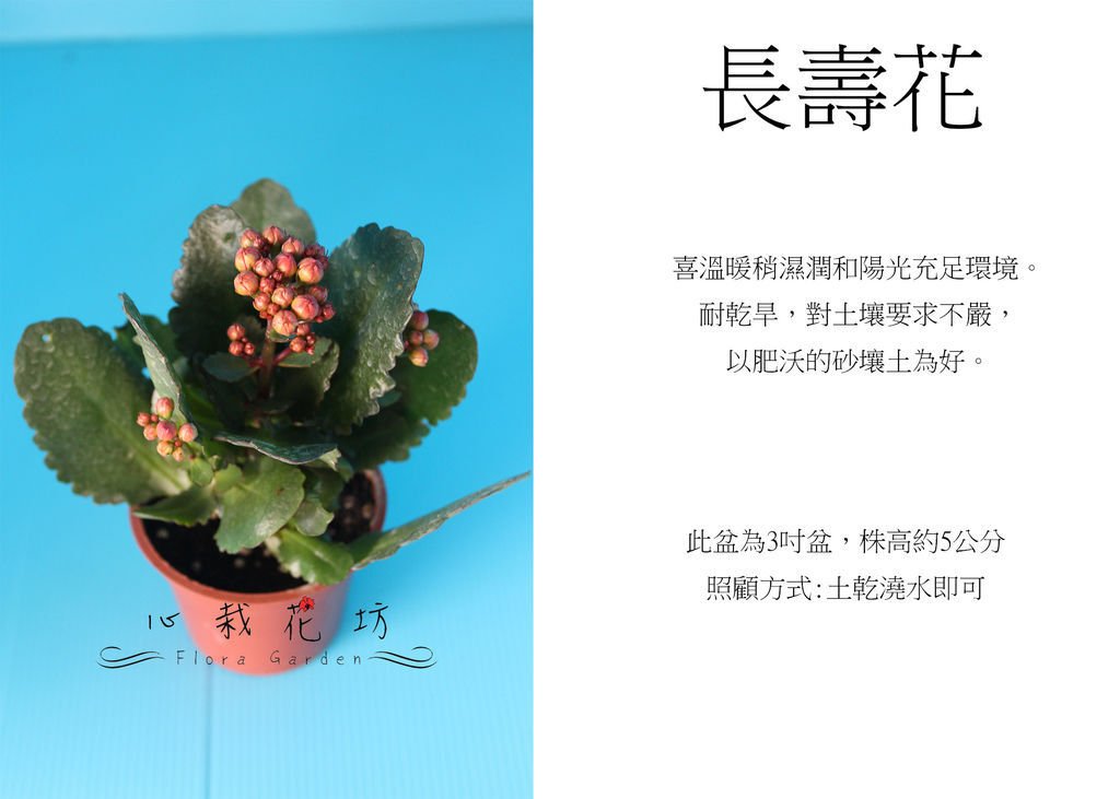 長壽花小品.jpg