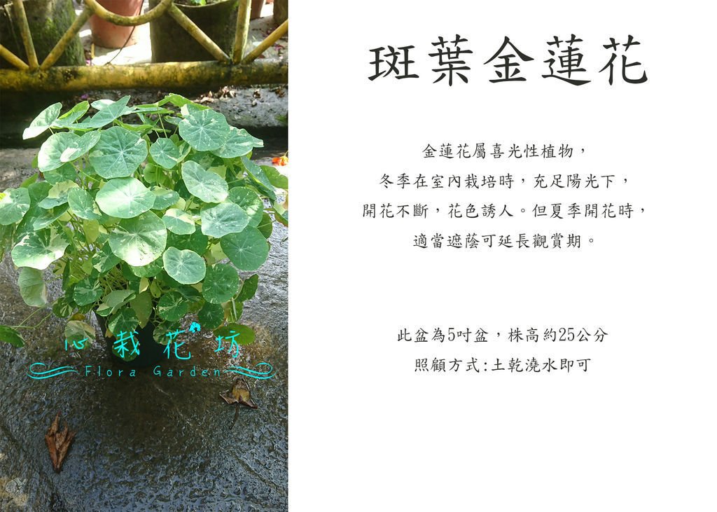 斑葉金蓮花.jpg