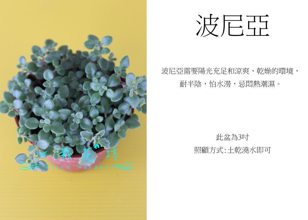 波尼亞.jpg