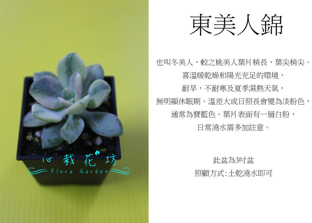 東美人錦.jpg