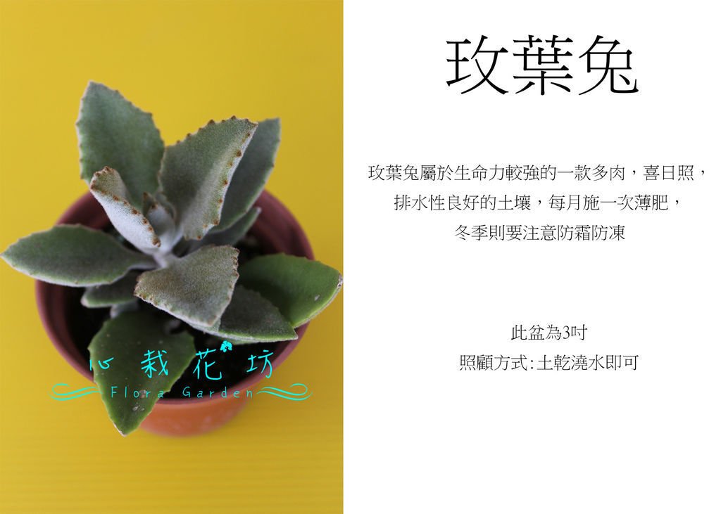 玫葉兔，鷹耳兔.jpg