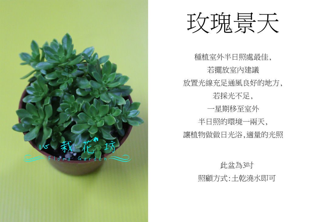 玫瑰景天.jpg
