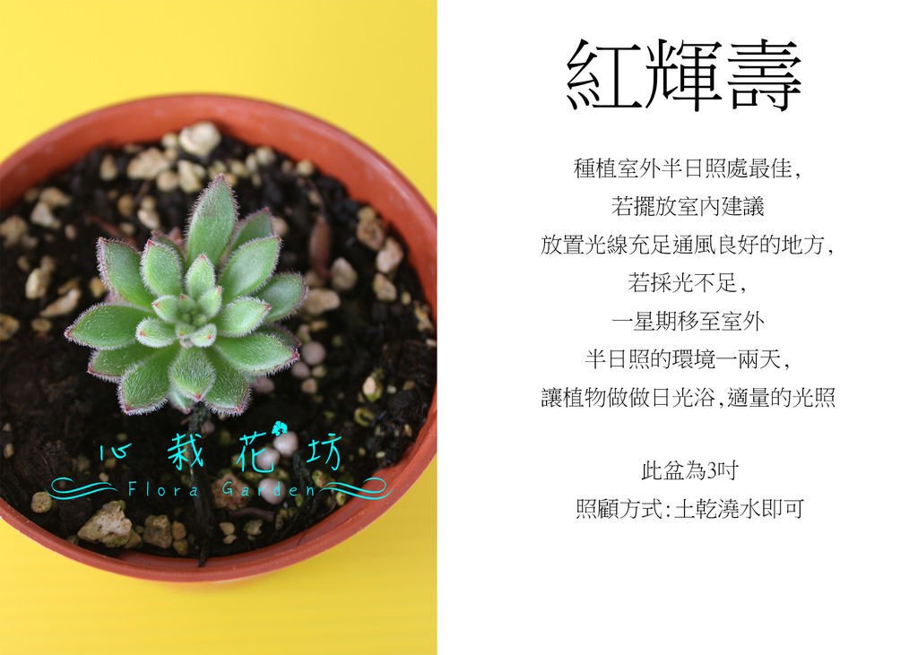 紅輝壽.jpg