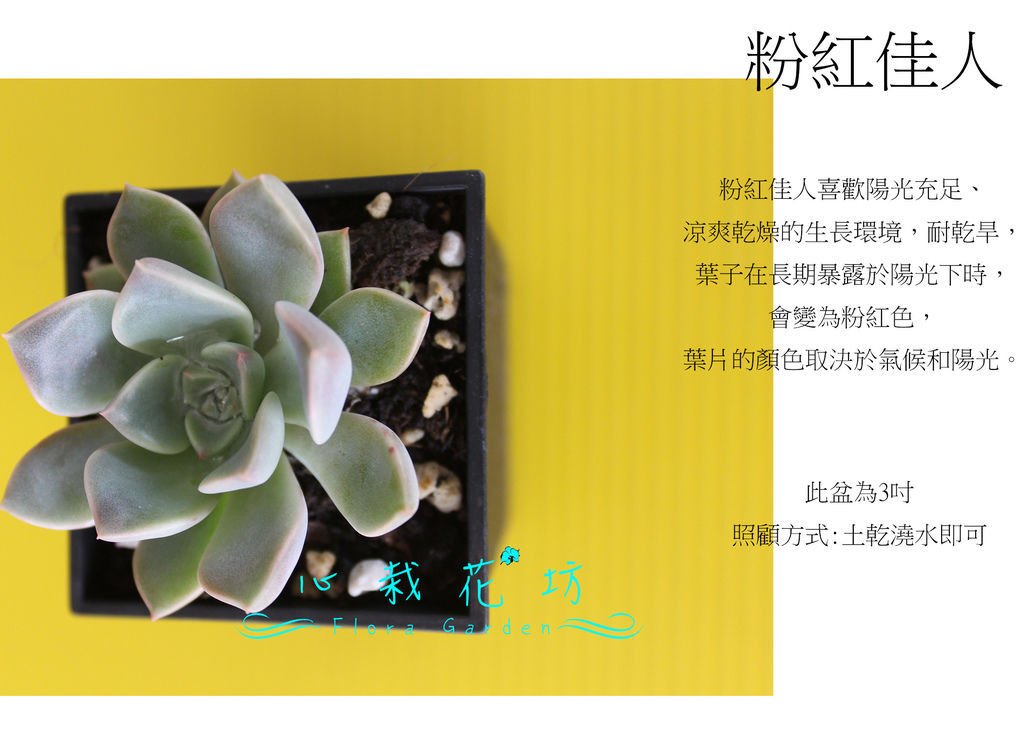 粉紅佳人.jpg