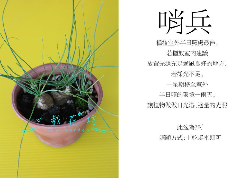 哨兵.jpg