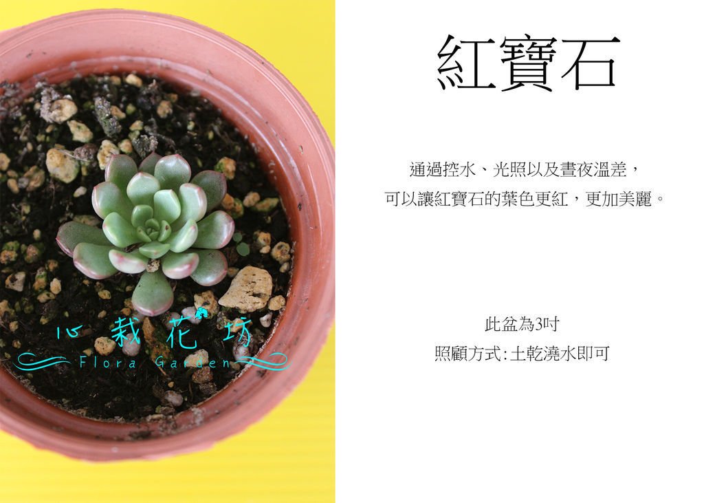 紅寶石.jpg
