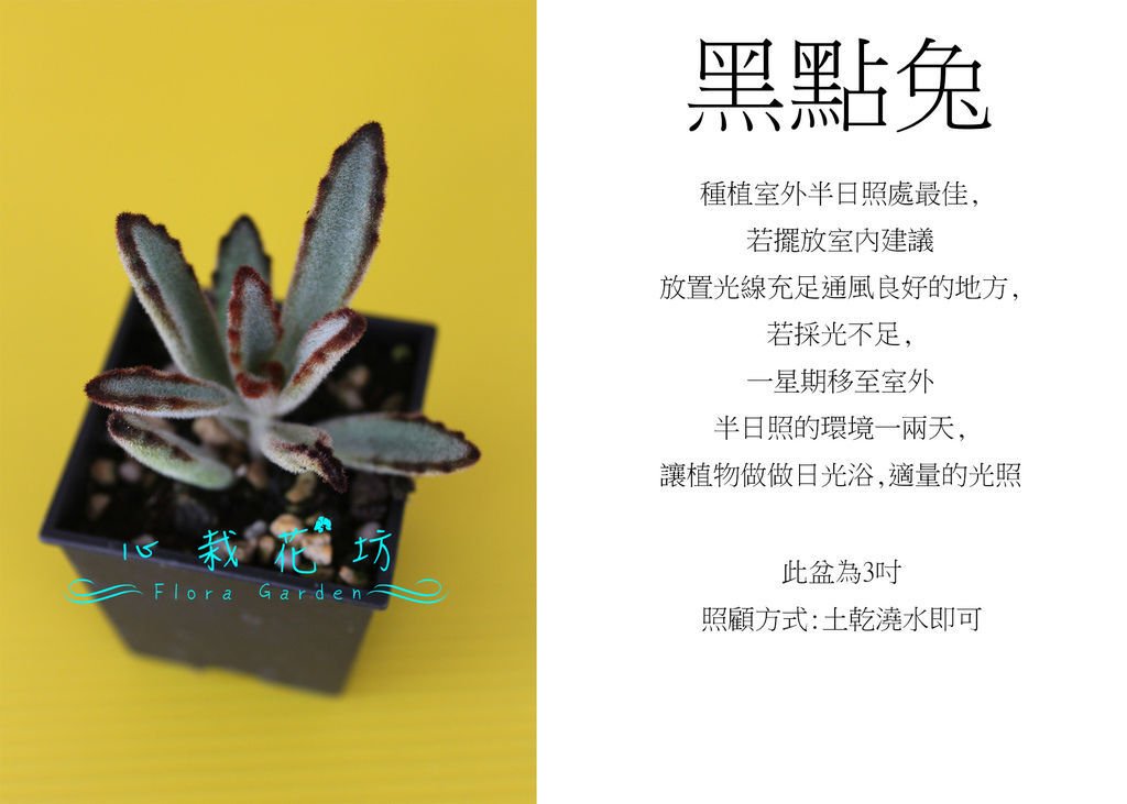 黑點兔，黑星兔.jpg
