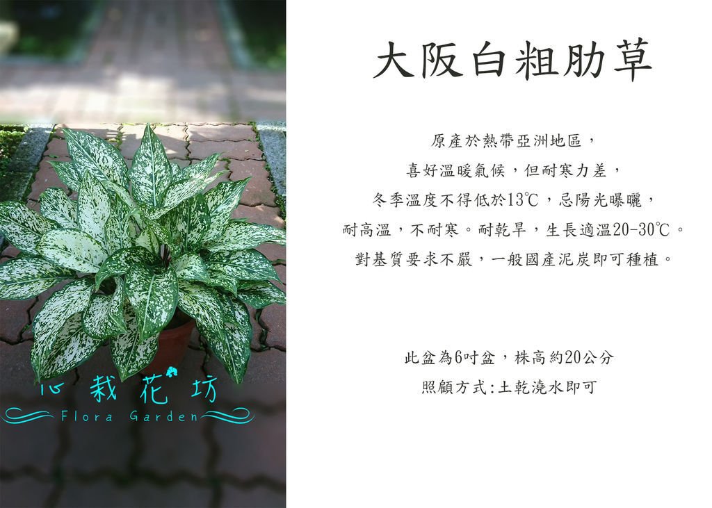 大阪白粗肋草，翡翠粗肋草.jpg