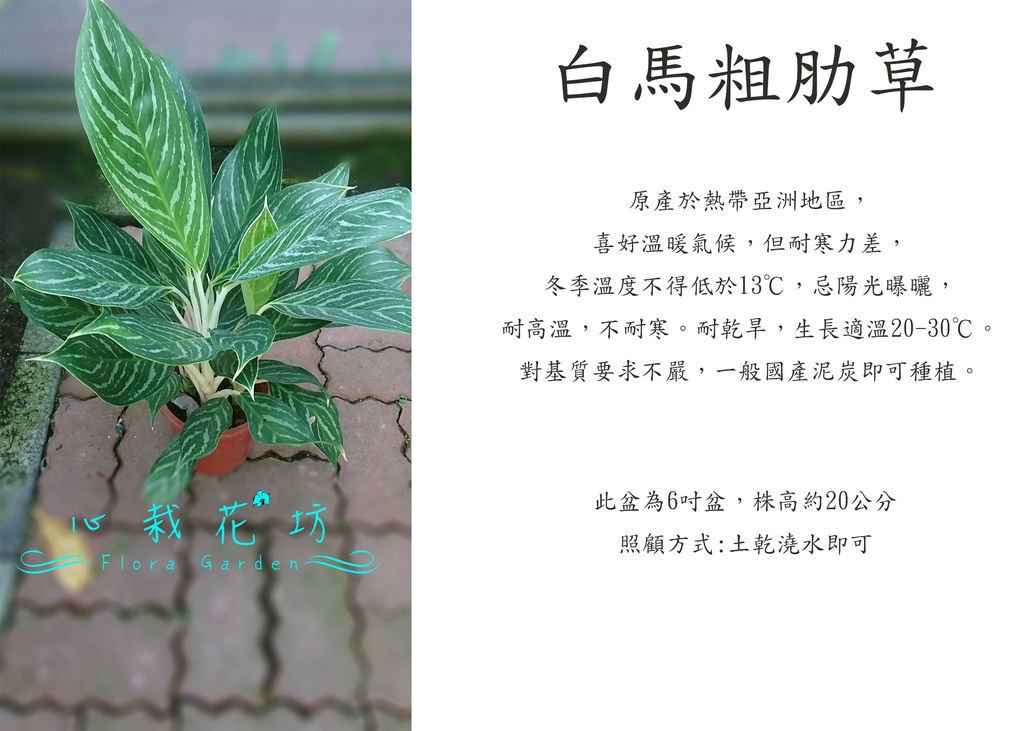 白馬粗肋草.jpg