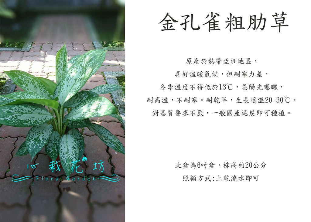 金孔雀粗肋草.jpg