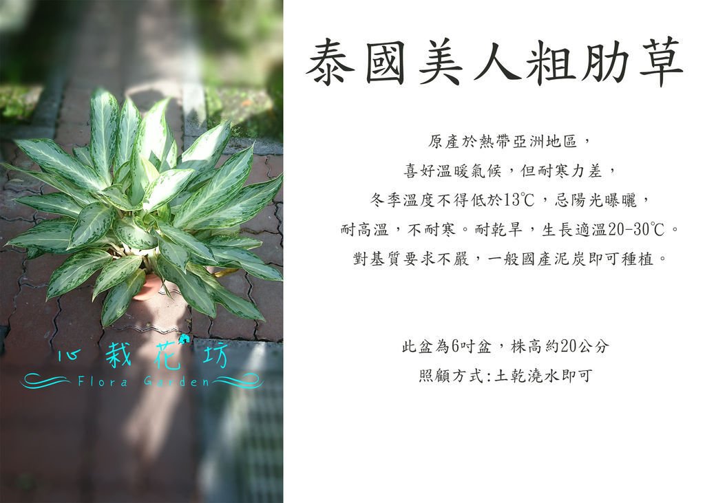 泰國美人粗肋草.jpg