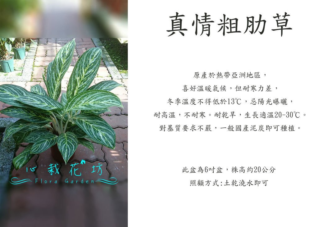 真情粗肋草.jpg