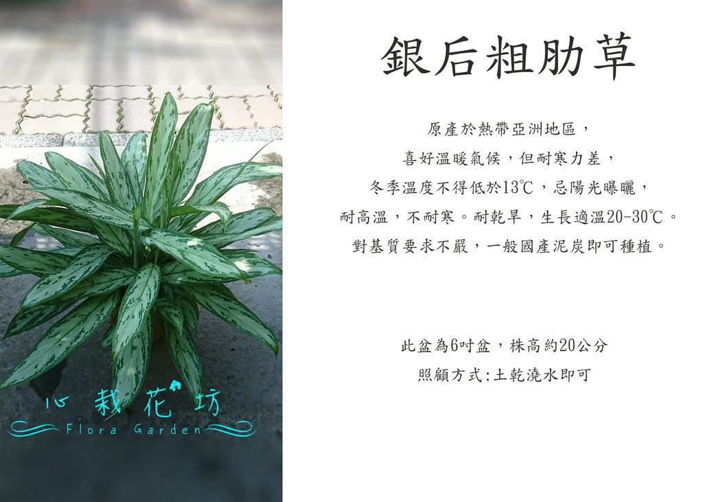 銀后粗肋草.jpg