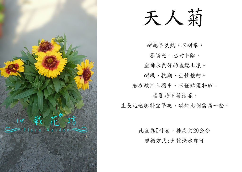 天人菊，虎皮菊.jpg