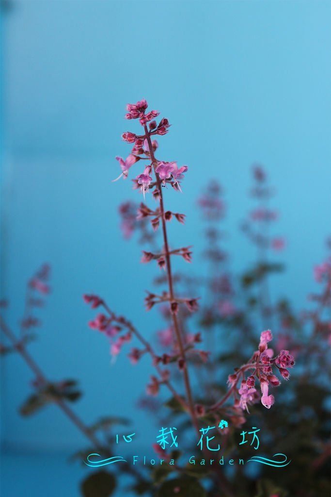 粉紅香妃草圖.jpg