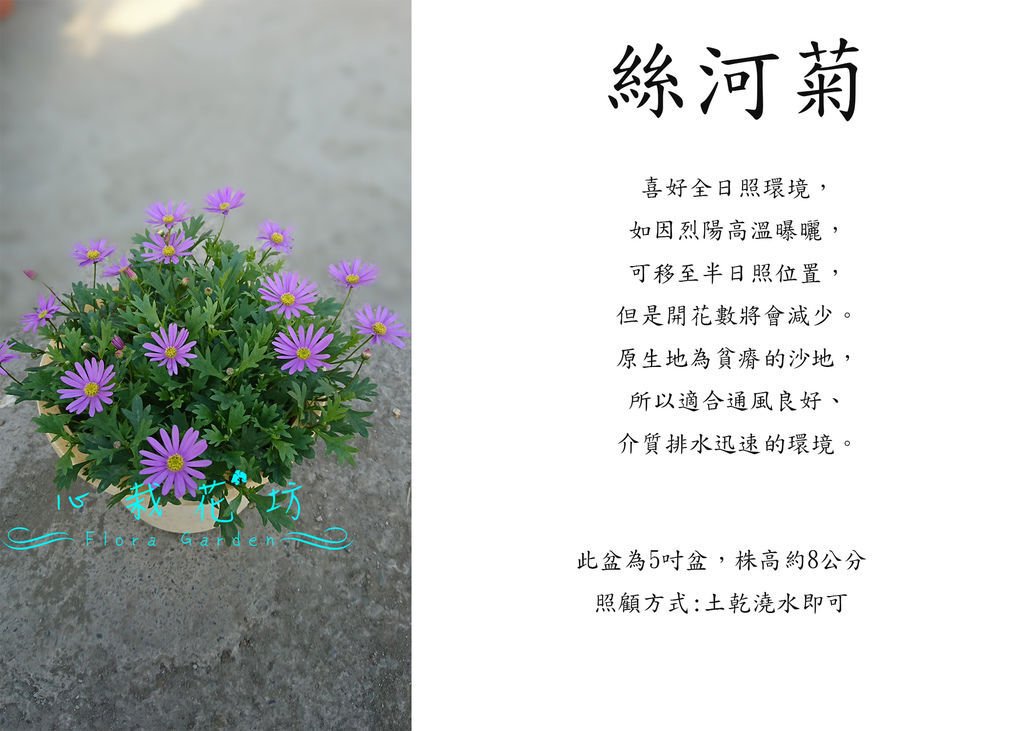 絲河菊，鵝河菊，絲葉鵝河菊.jpg