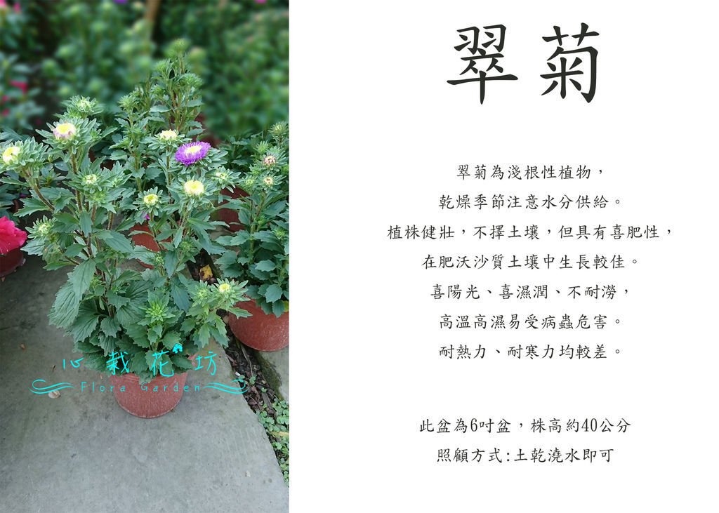 翠菊，雲南菊.jpg