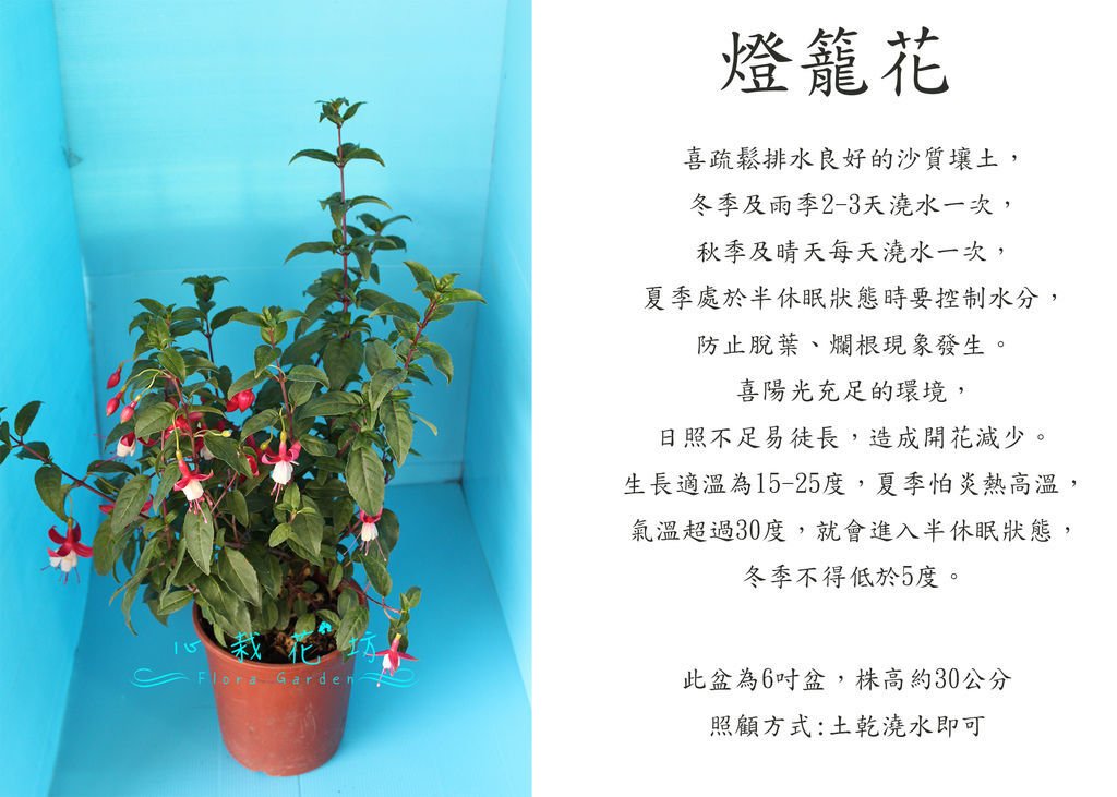 燈籠花，吊鐘花，金鐘花.jpg