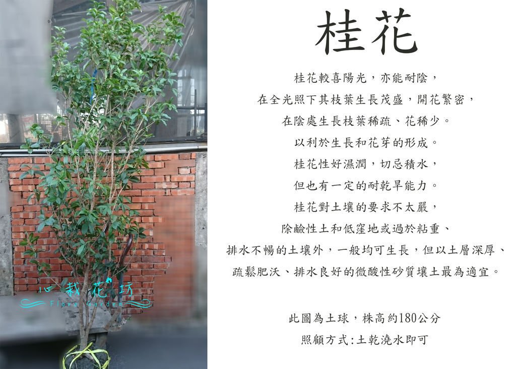 桂花大顆.jpg