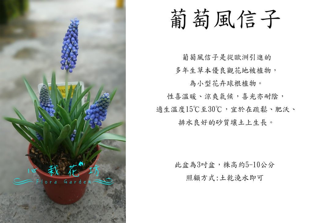 葡萄風信子，紫花小叮噹.jpg