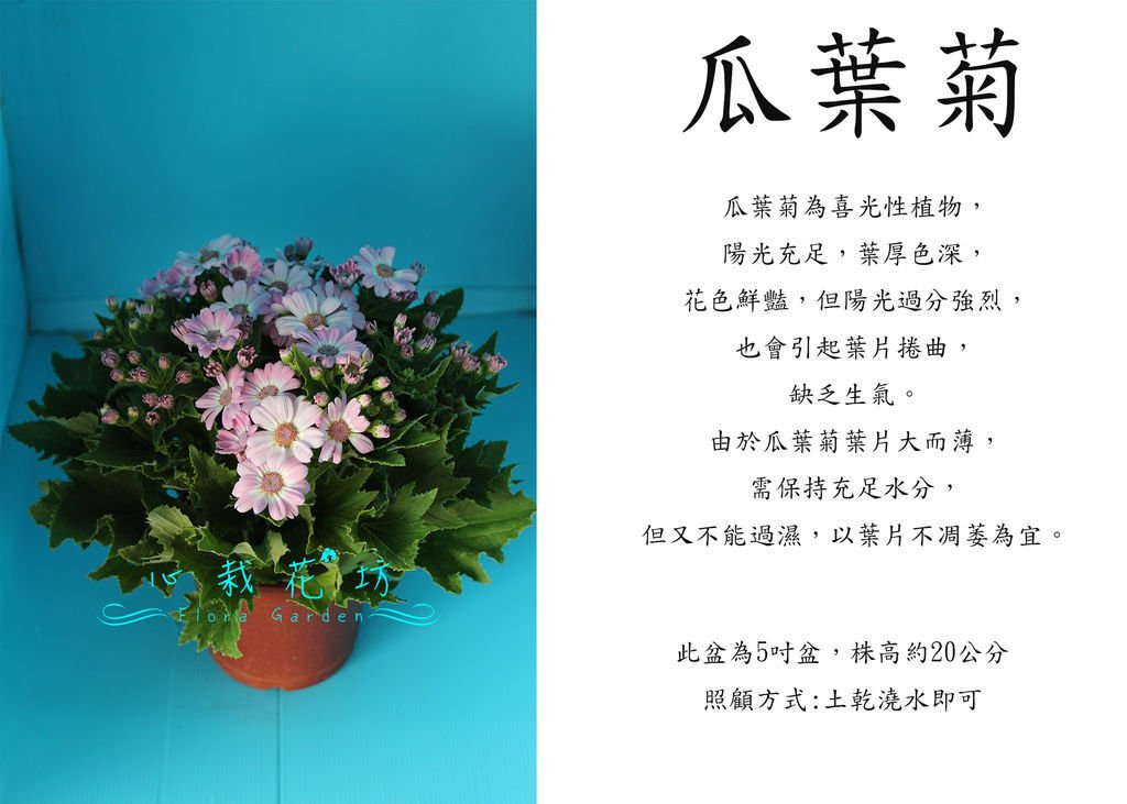 瓜葉菊，富貴菊.jpg