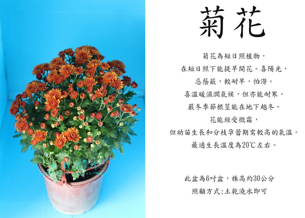 菊花.jpg