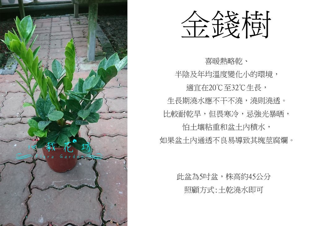 金錢樹，雪鐵芋.jpg