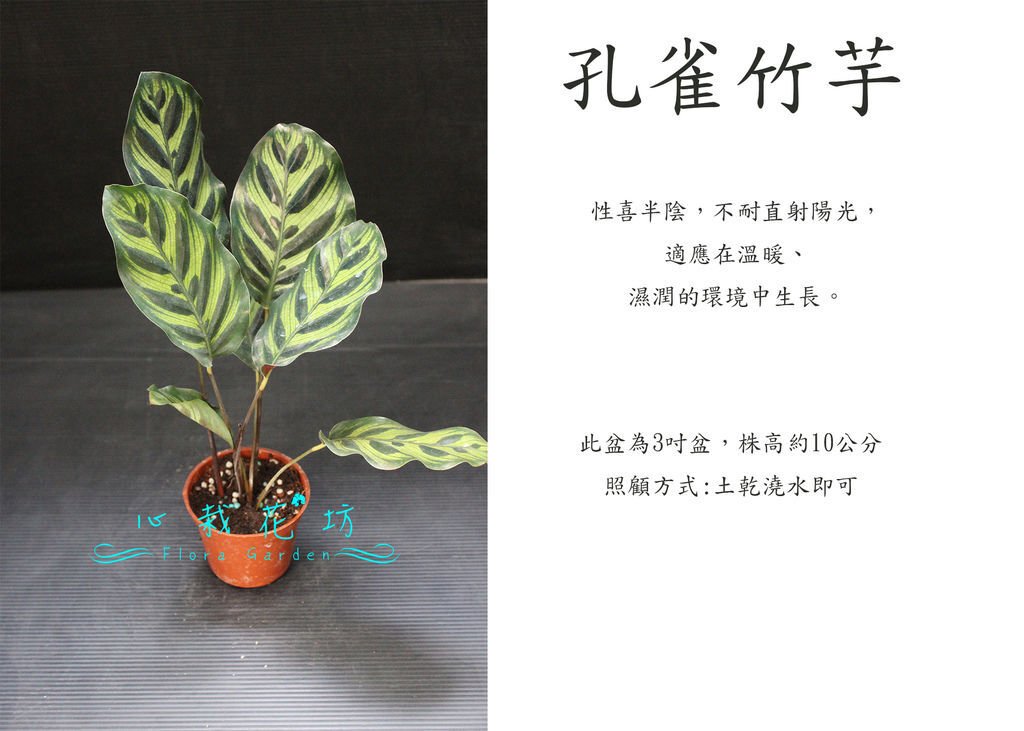 孔雀竹芋小品.jpg