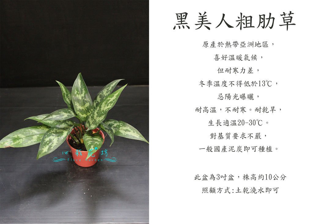 黑美人粗肋草小品.jpg