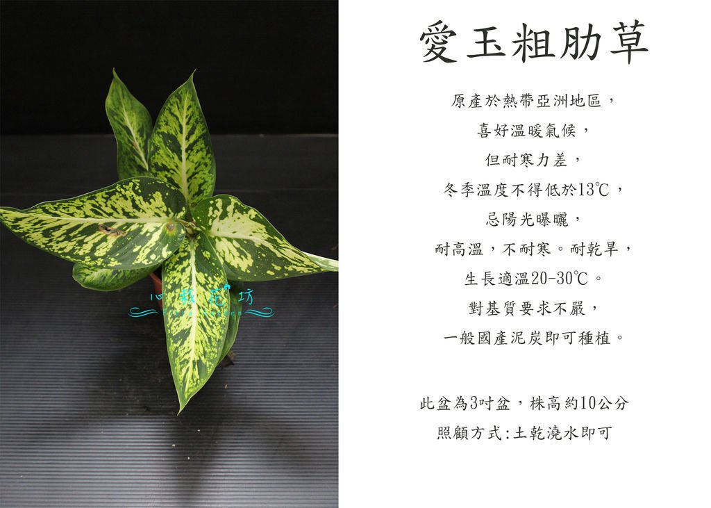 愛玉粗肋草.jpg