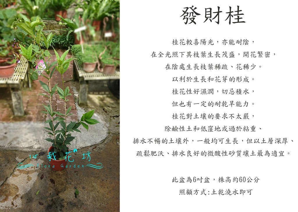 發財桂，千子桂花.jpg