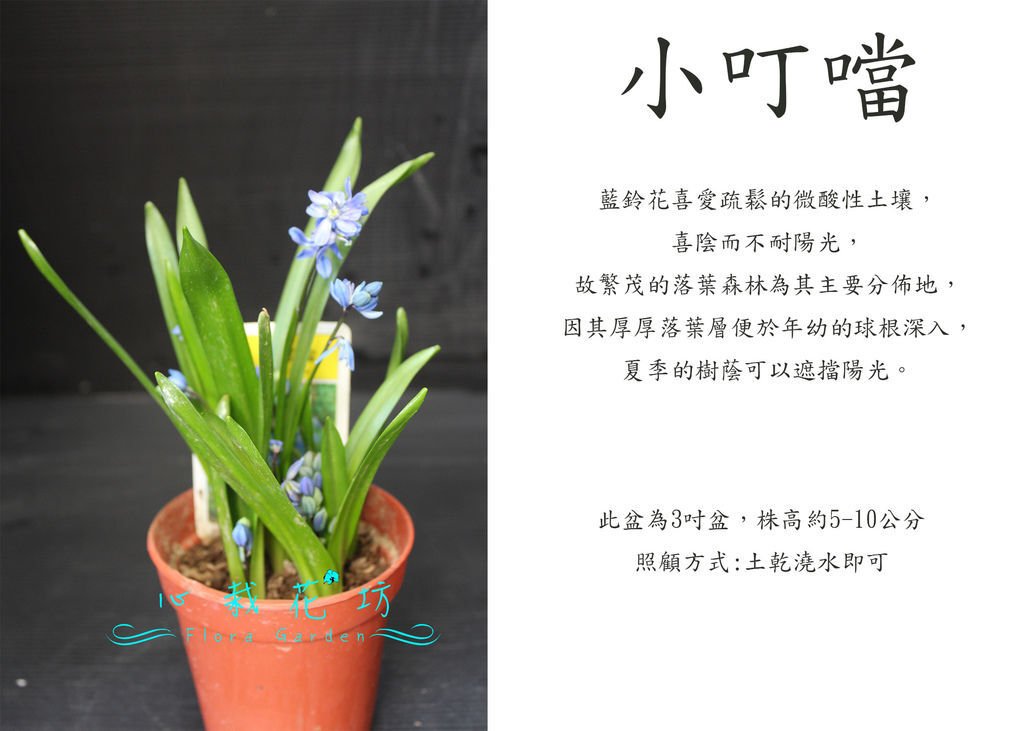 小叮噹，藍鈴花，西伯利亞藍鐘花.jpg