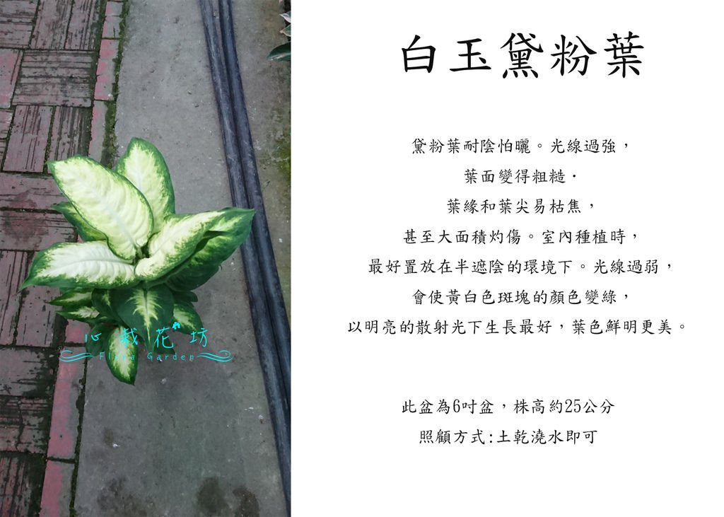 白玉黛粉葉.jpg