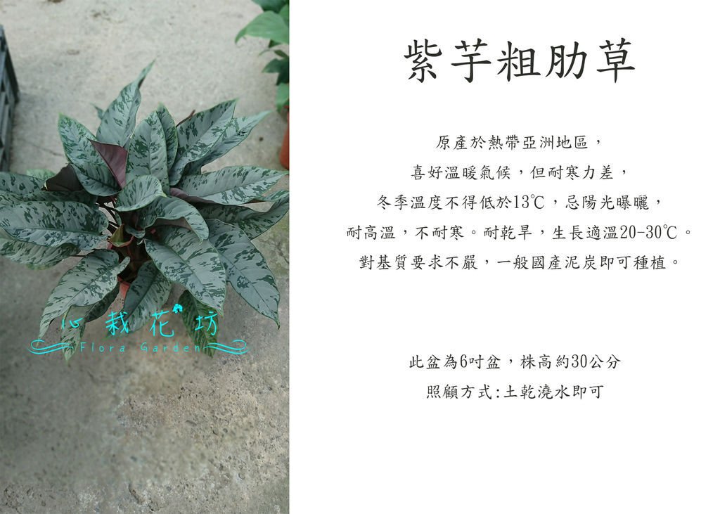 紫玉粗肋草，紫芋粗肋草.jpg