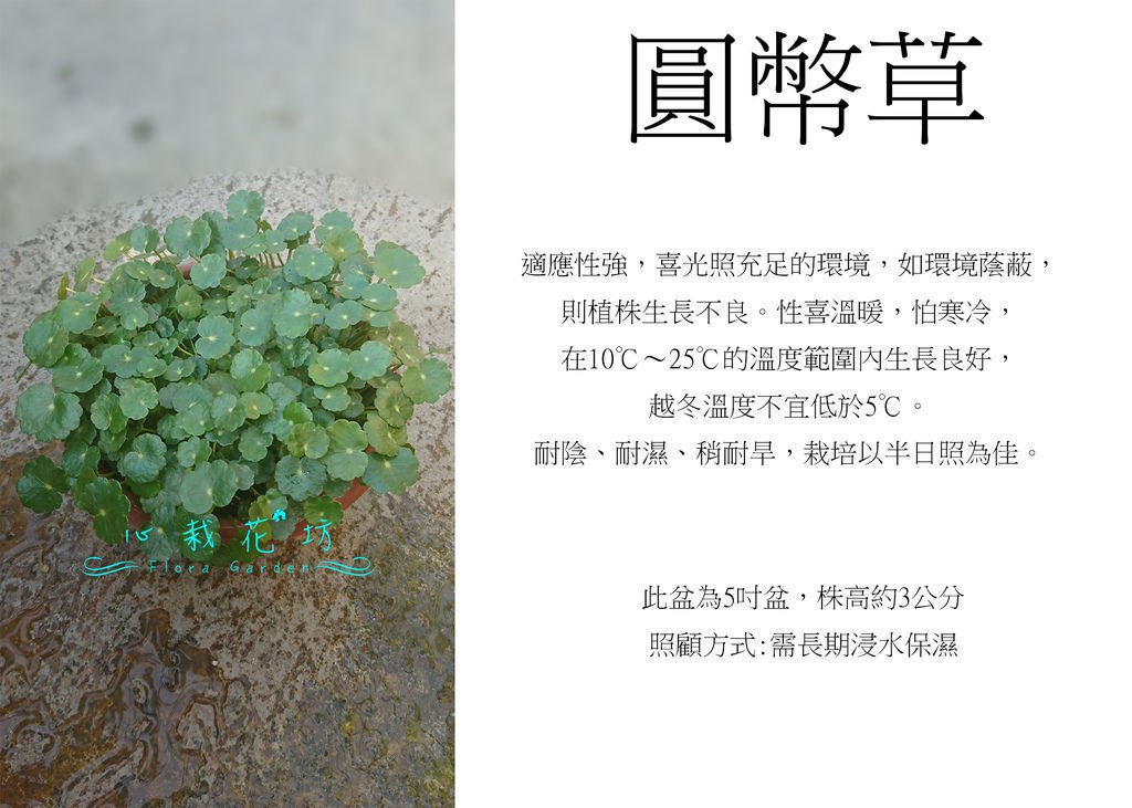 圓幣草，銅錢草，香菇草.jpg