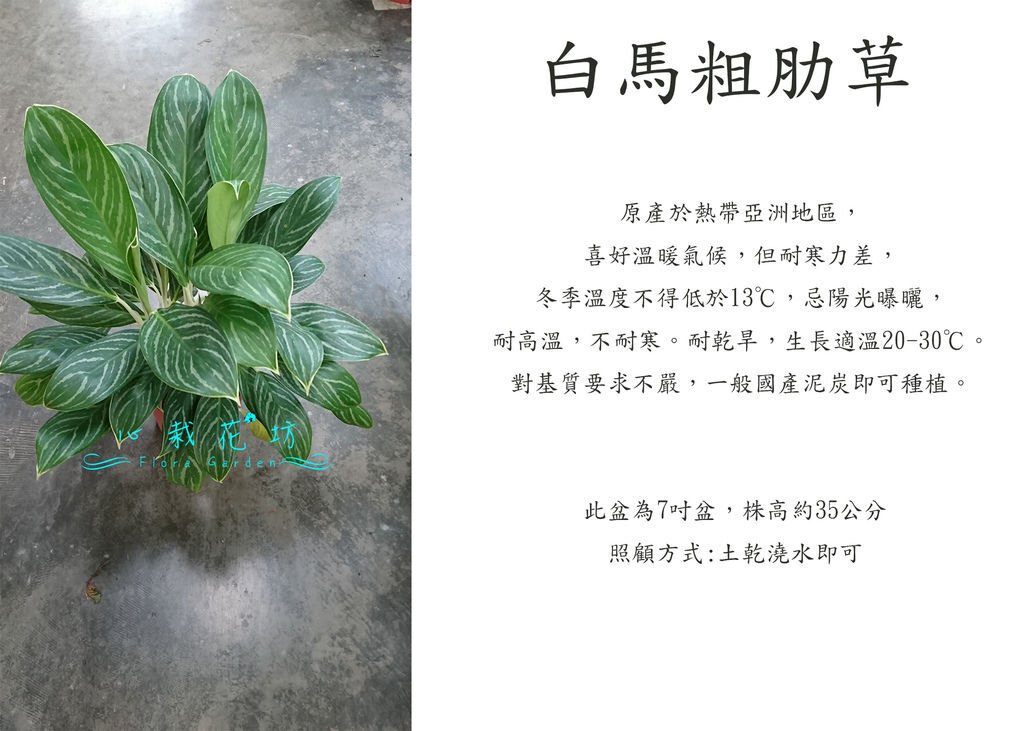 大白馬粗肋草.jpg