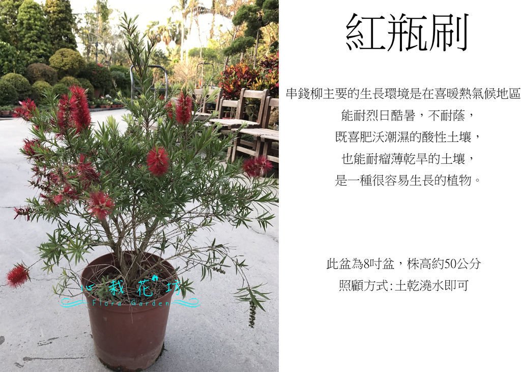 紅瓶刷，串錢柳，瓶刷子樹，紅串錢柳.jpg