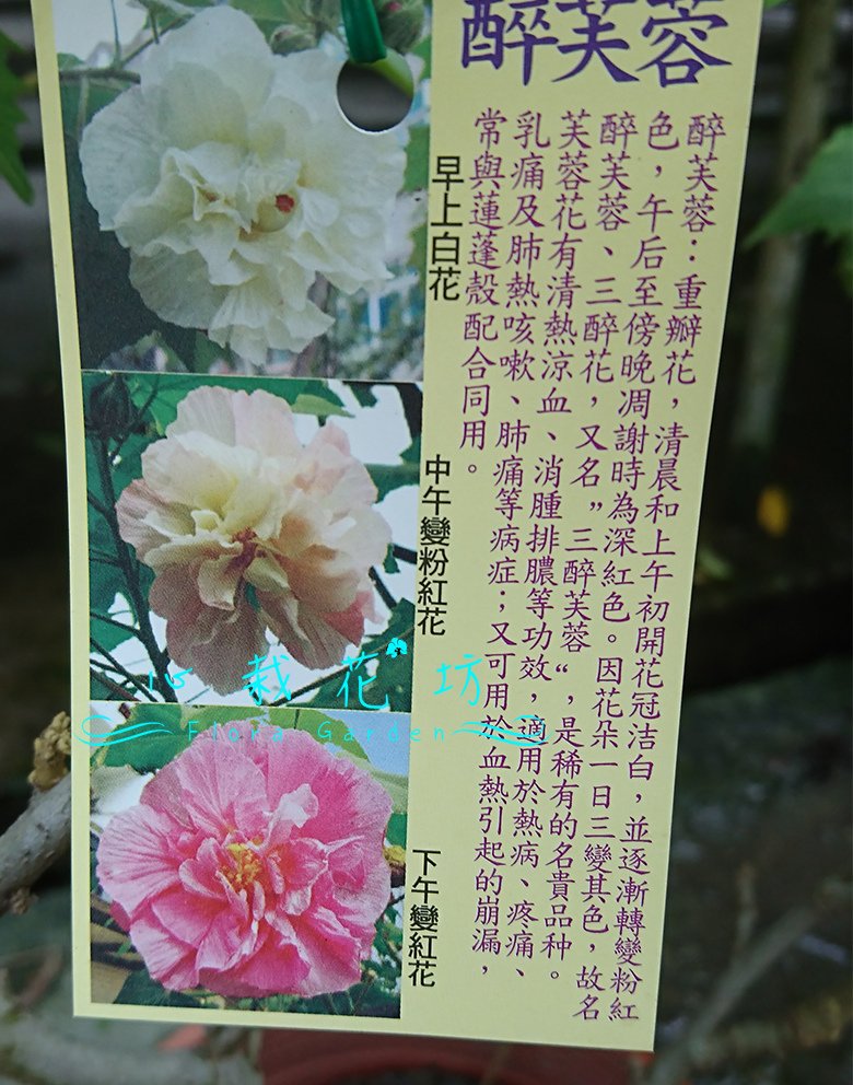 醉芙蓉圖.jpg