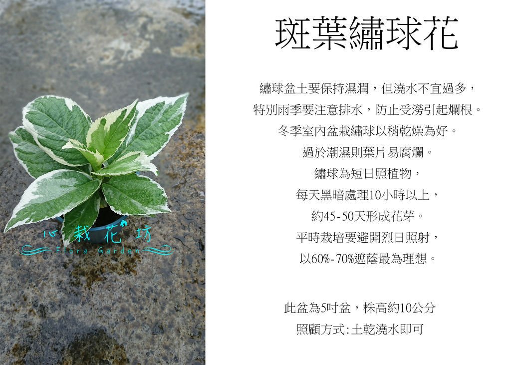 斑葉繡球花.jpg