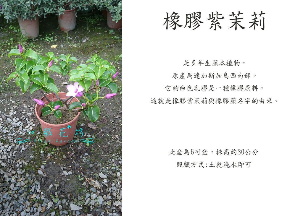 橡膠紫茉莉，紫茉莉，伯萊花，橡膠藤.jpg