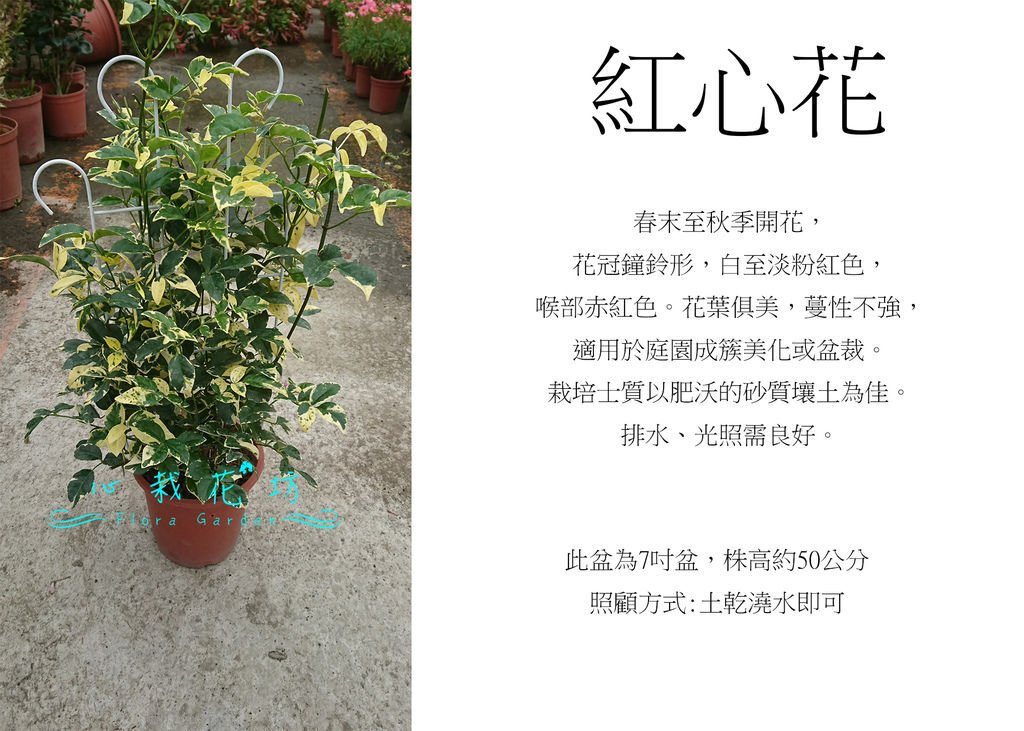 紅心花，斑葉粉紅花凌霄，馨葳.jpg