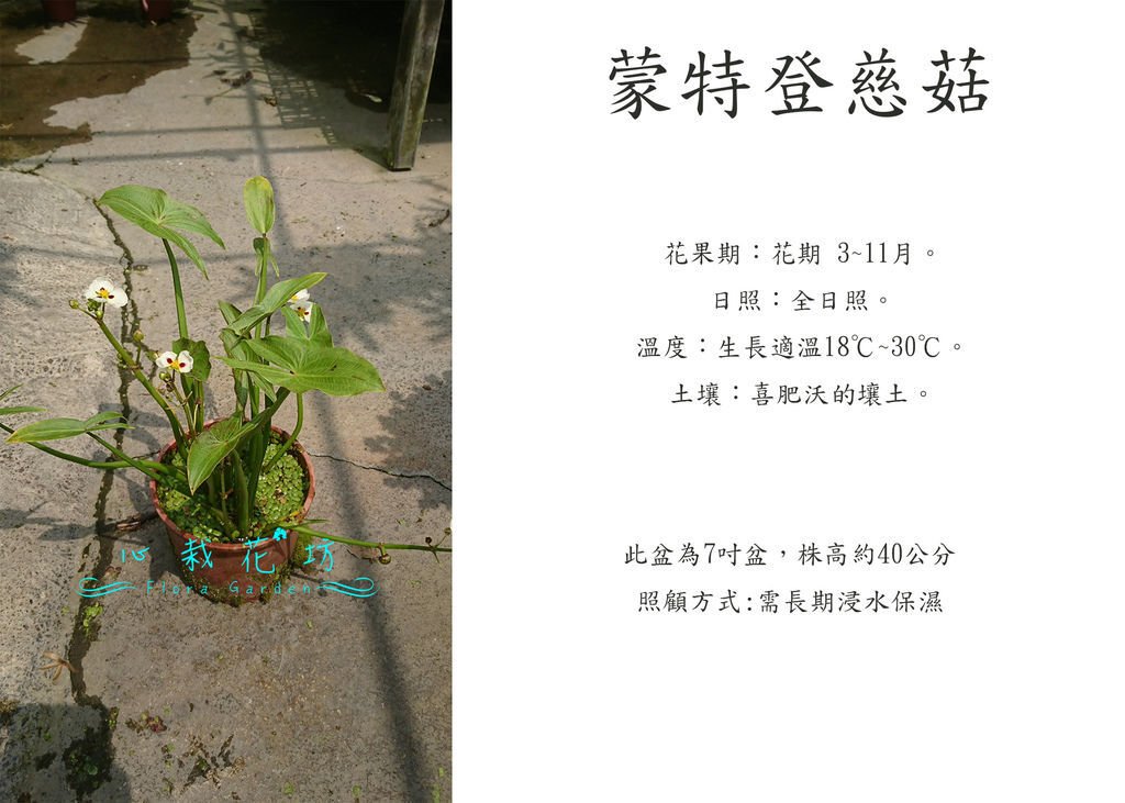 蒙特登慈菇，爆米花慈姑.jpg