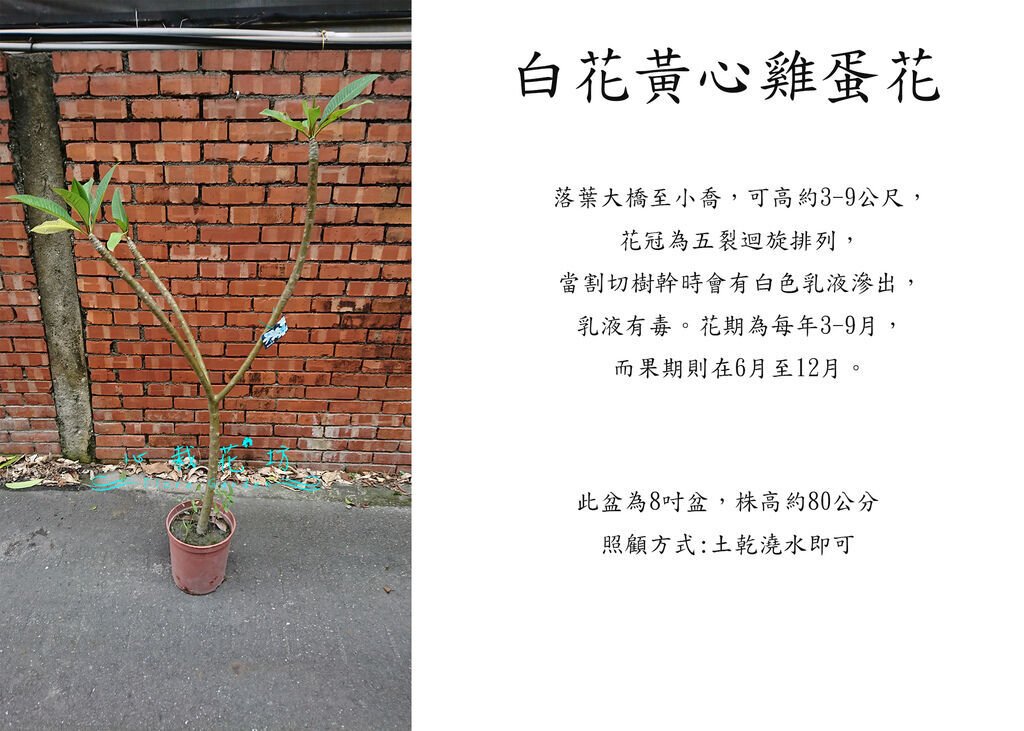 白花雞蛋花中.jpg