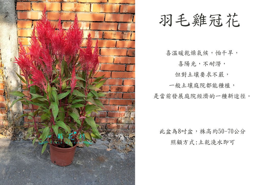 羽毛雞冠花，火焰雞冠花，鳳尾雞冠花.jpg