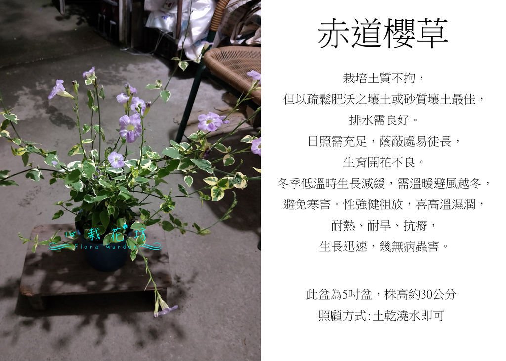 赤道櫻草，活力菜.jpg