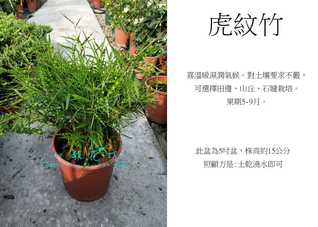 虎紋竹，虎斑竹，虎紋芒，虎斑公主.jpg