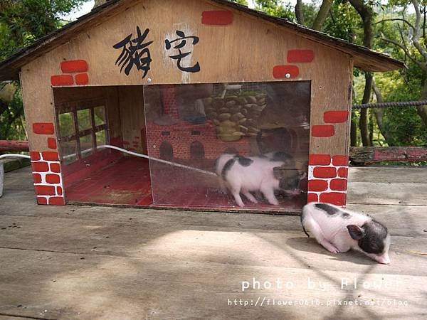 【南投│猴探井】約會聖地。星月天空景觀餐廳